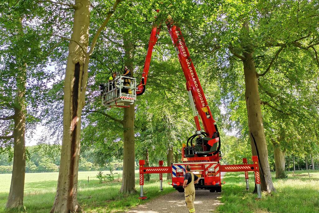 Kauw hangt omgekeerd aan een boom