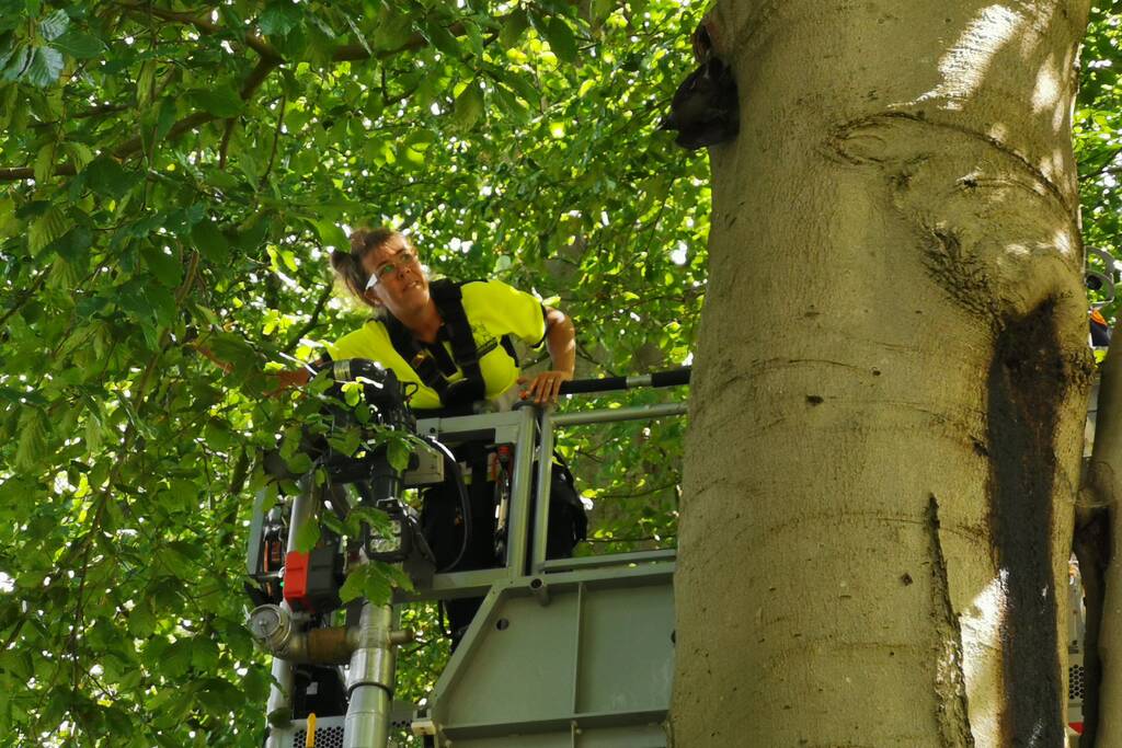 Kauw hangt omgekeerd aan een boom