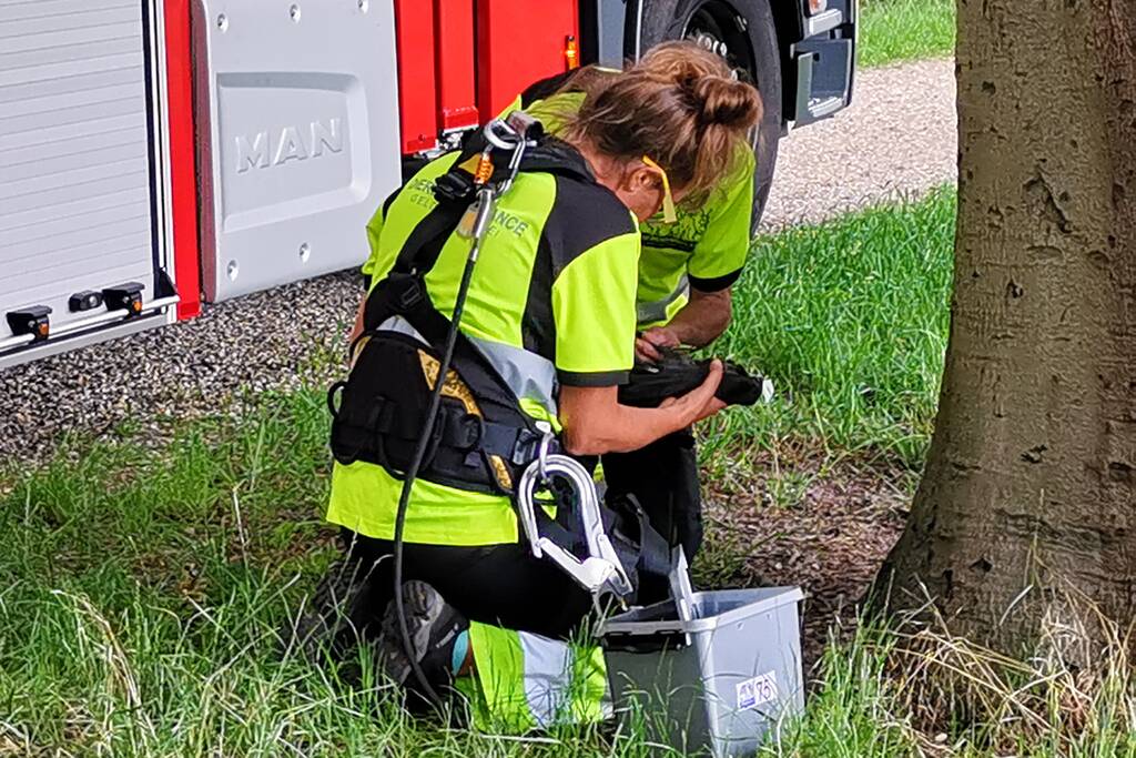 Kauw hangt omgekeerd aan een boom