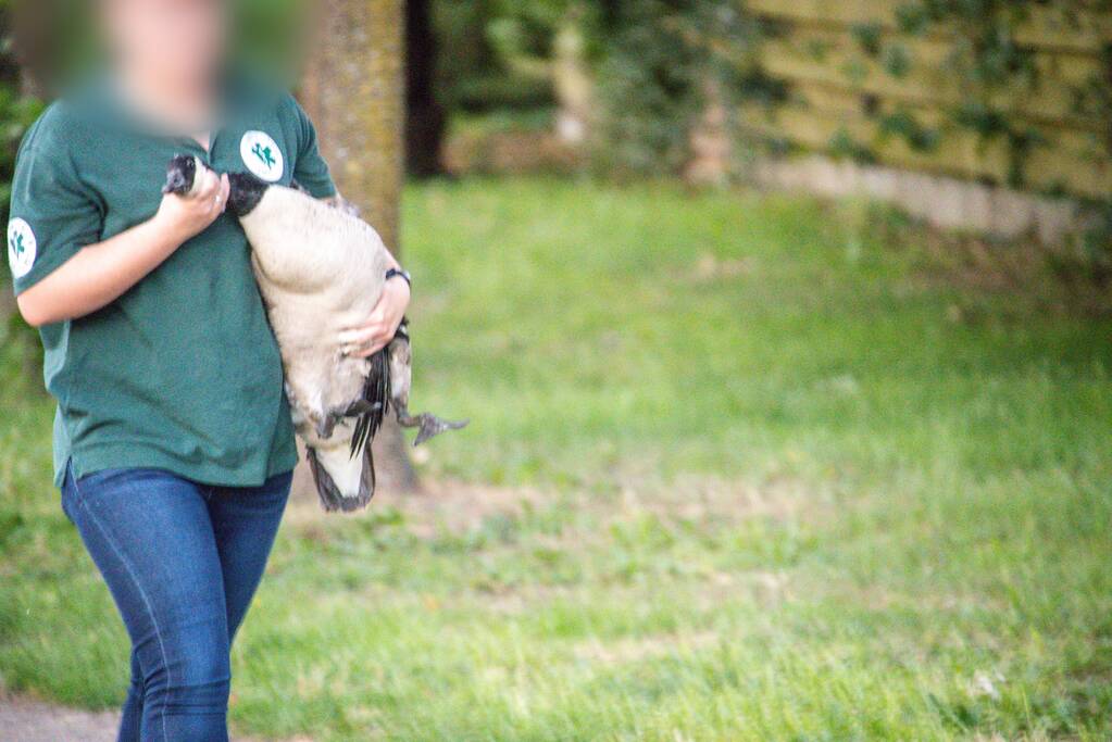 Gans met gebroken vleugel gered in Nieuwland