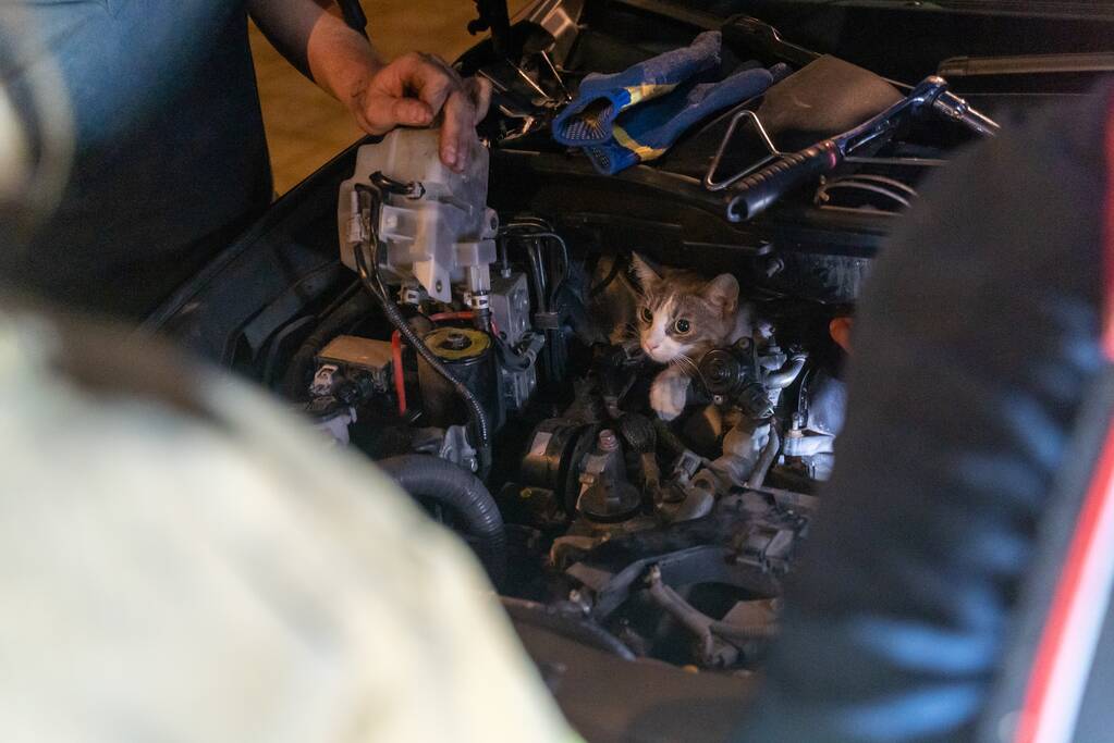 Poes Luna houdt brandweermannen en berger uren zoet met auto