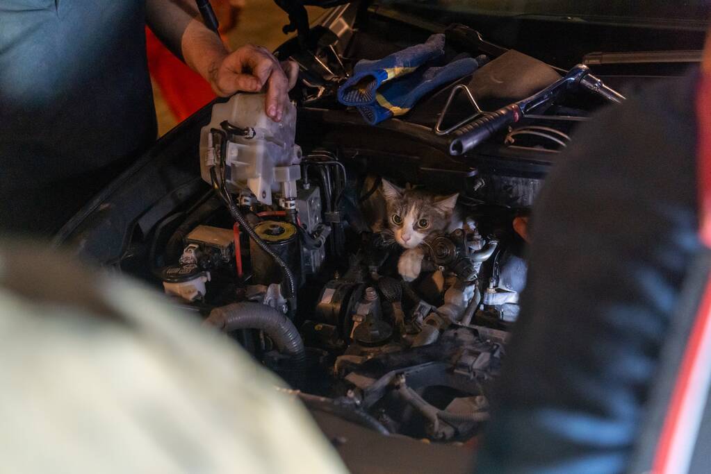 Poes Luna houdt brandweermannen en berger uren zoet met auto