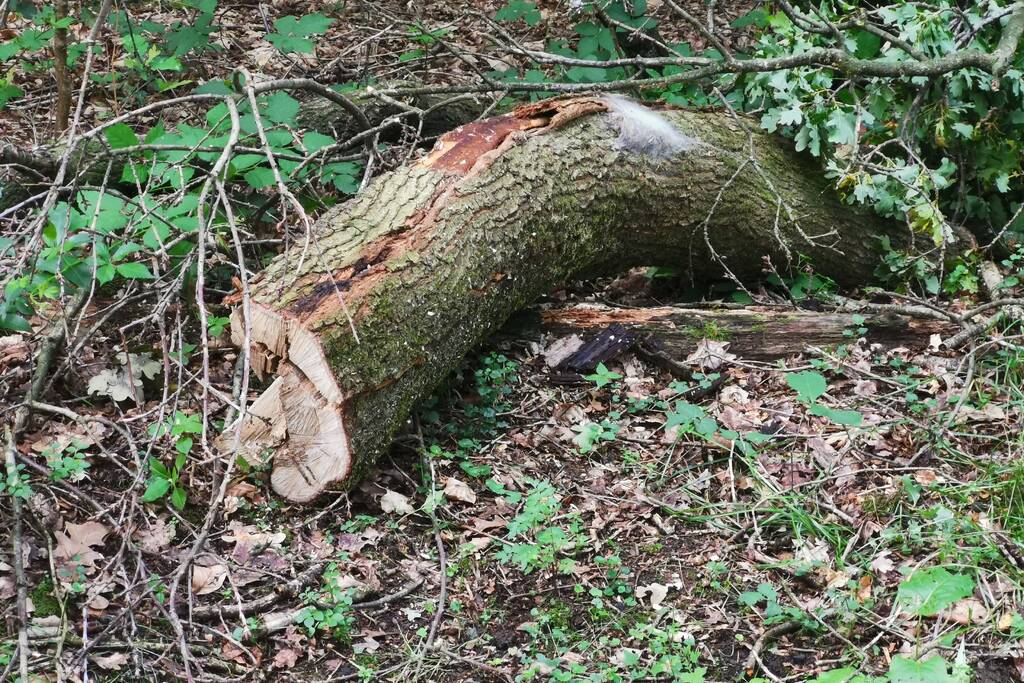 Enorme tak van eikenboom met eikenprocessierups breekt af en valt op fietspad