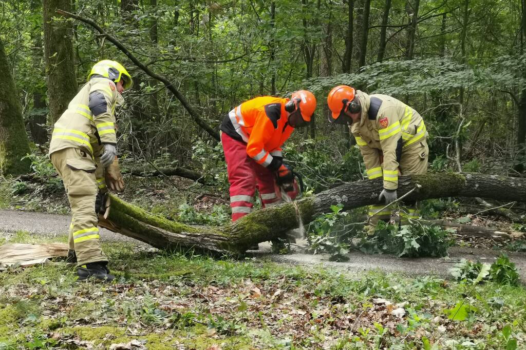 Enorme tak van eikenboom met eikenprocessierups breekt af en valt op fietspad