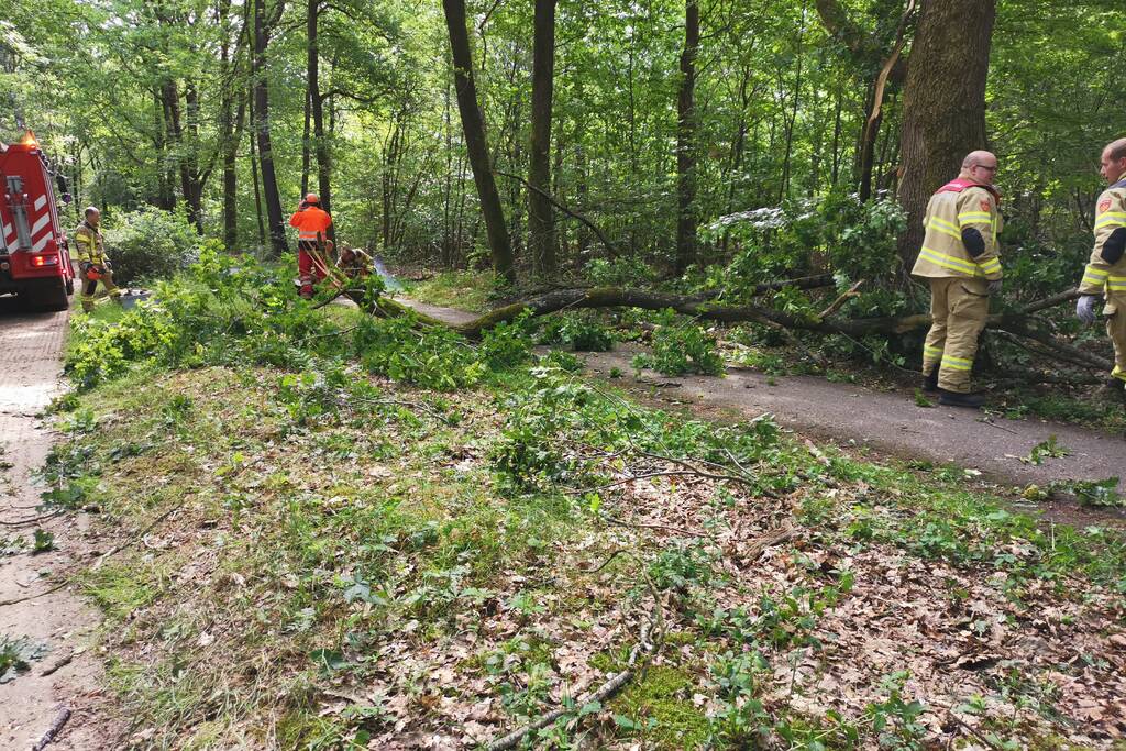 Enorme tak van eikenboom met eikenprocessierups breekt af en valt op fietspad