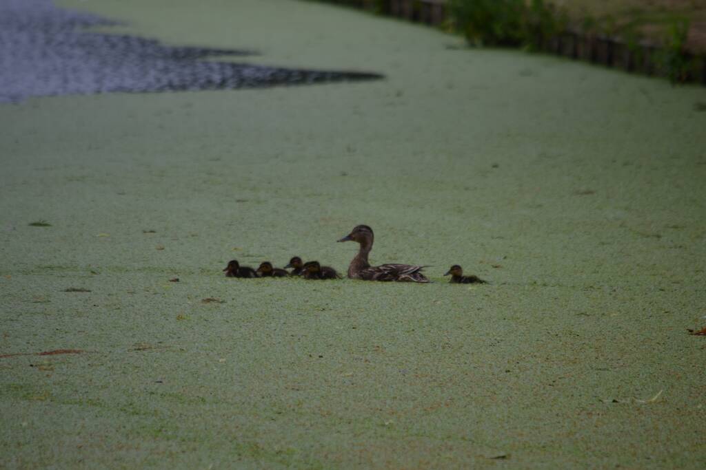 Brandweer redt eendenfamilie