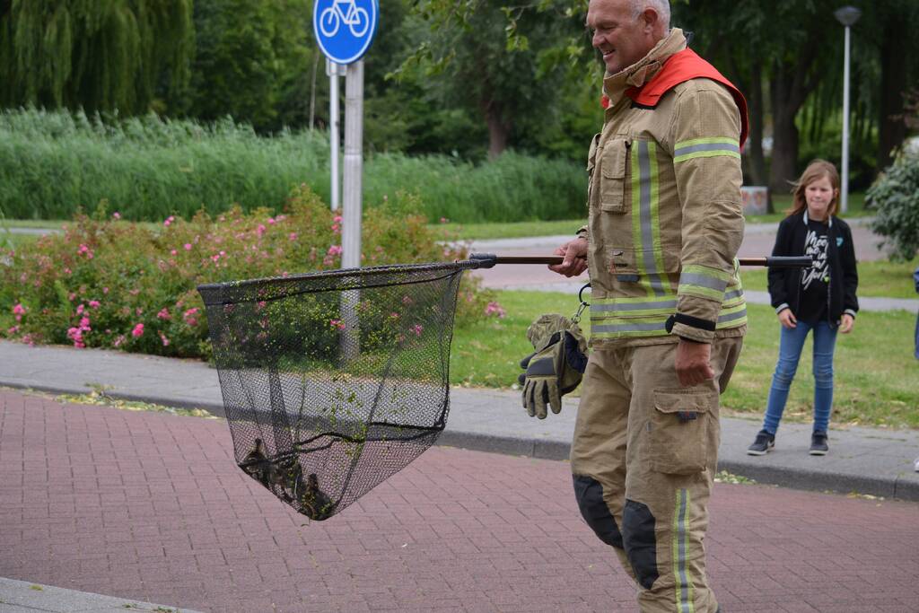 Brandweer redt eendenfamilie