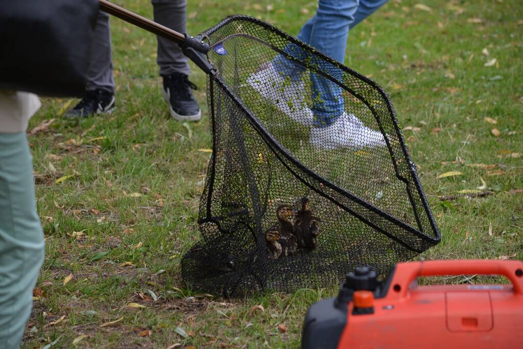 Brandweer redt eendenfamilie