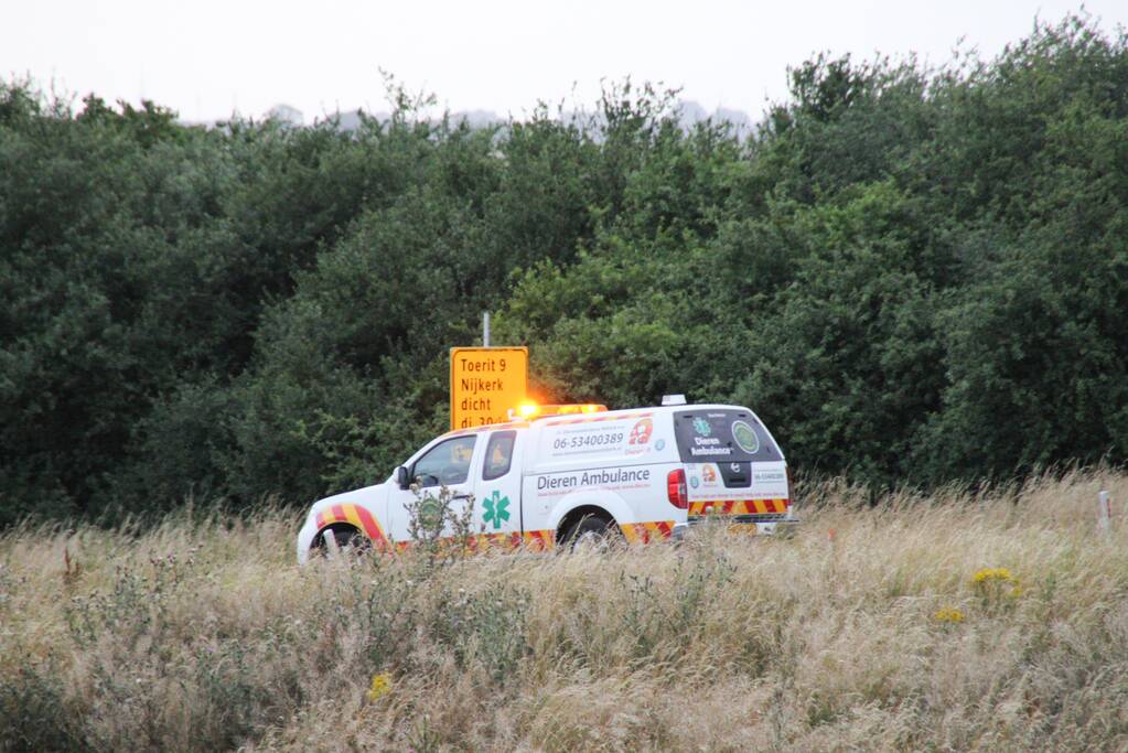 Grote zoekactie naar onder auto vandaan gevallen kitten