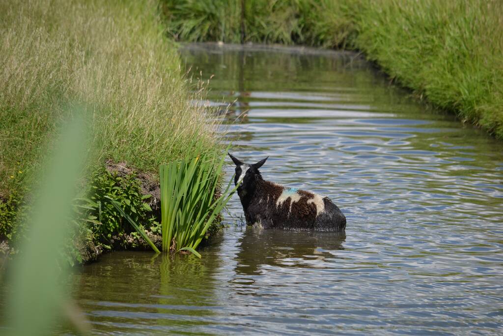 Schaap te water