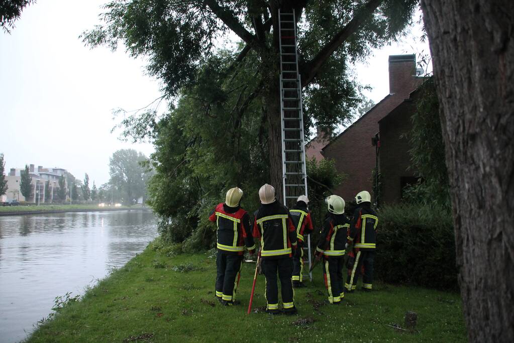 Grote tak van boom afgescheurd