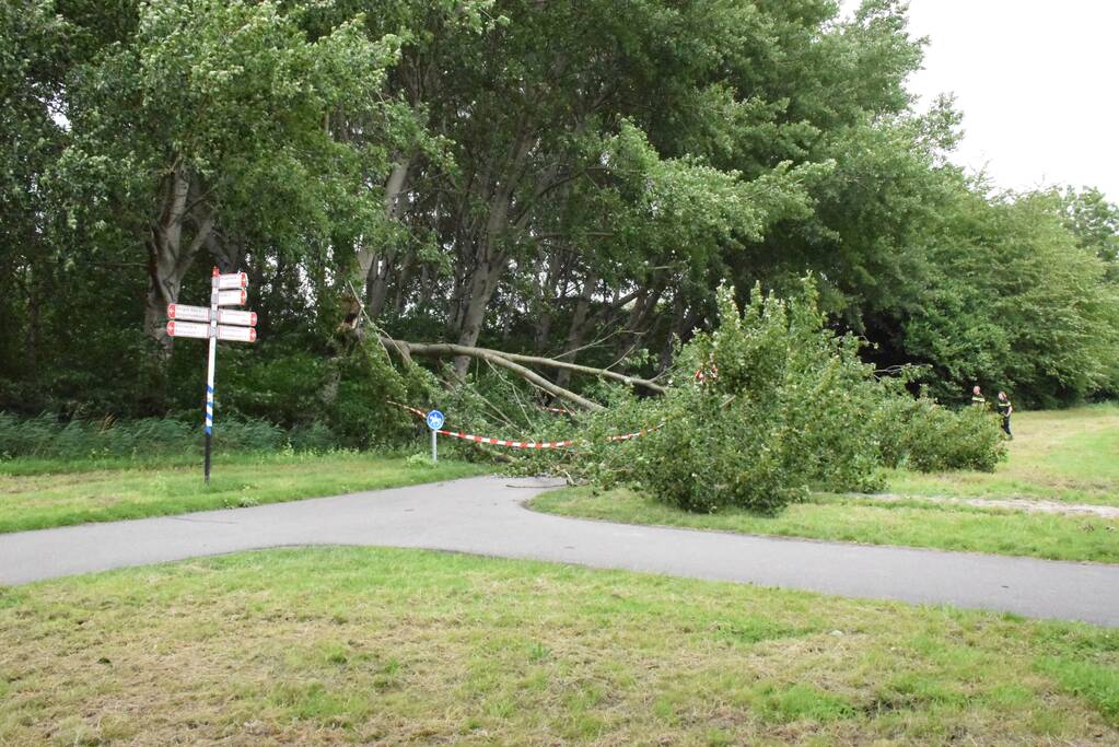 Grote tak breekt van boom en valt op voetpad