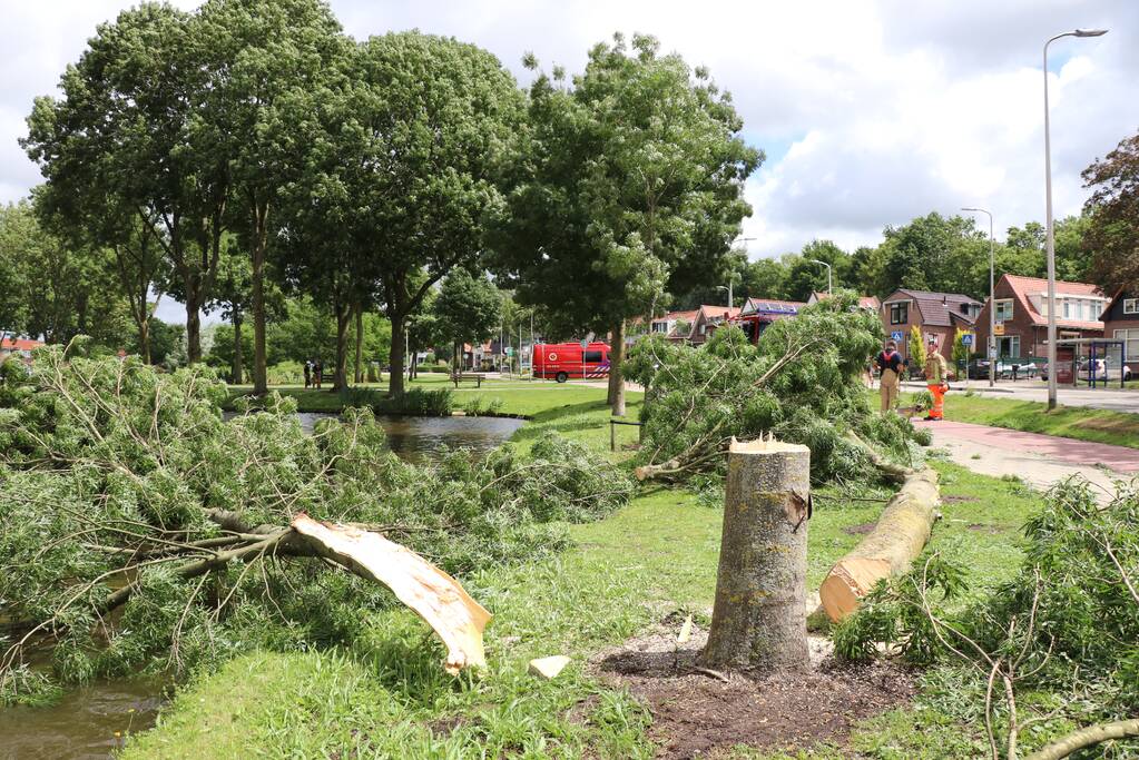 Boom waait om door harde wind