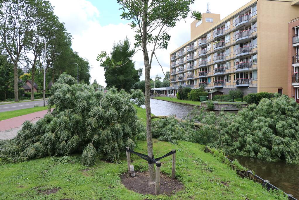 Boom waait om door harde wind