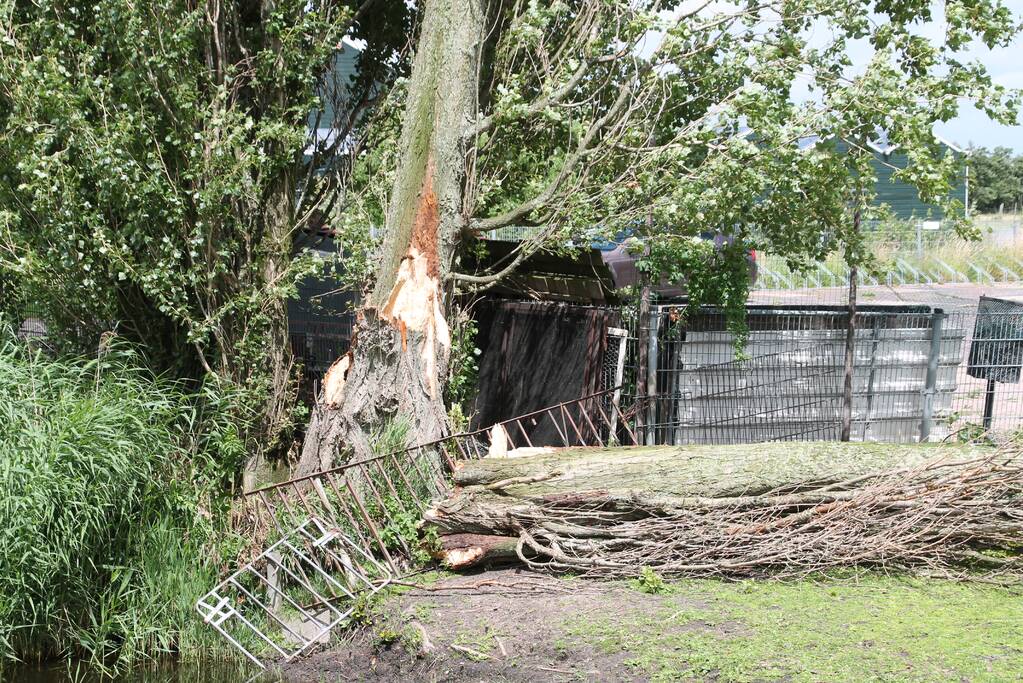Grote boom valt op container