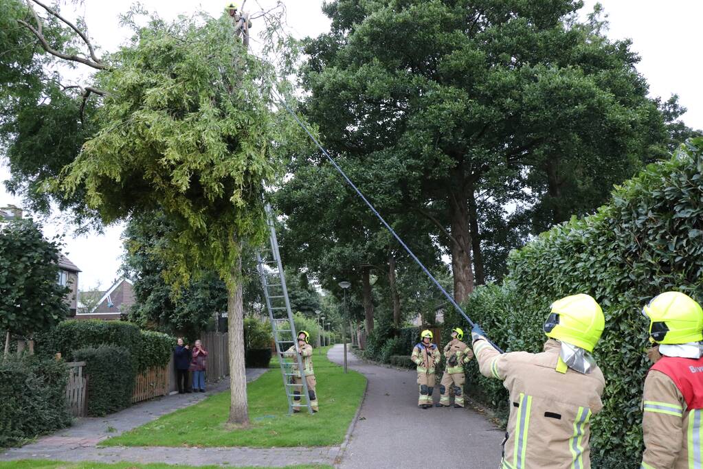 Meerdere gevaarlijk hangende takken verwijderd