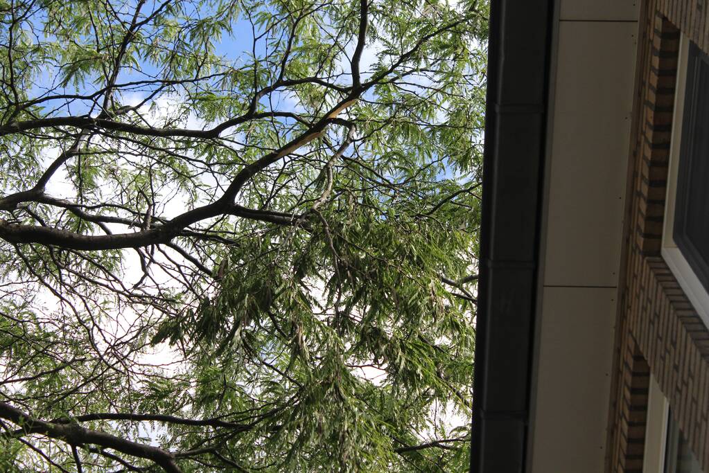 Levensgevaarlijk tak verwijdert met hoogwerker