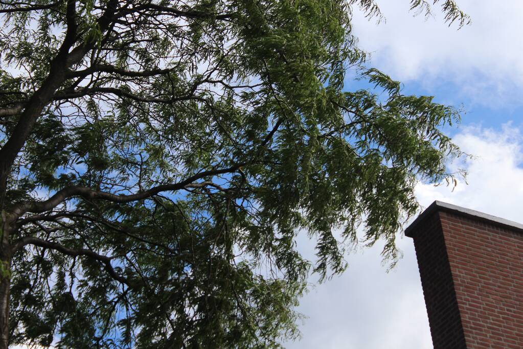 Levensgevaarlijk tak verwijdert met hoogwerker