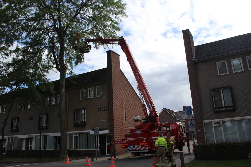 Levensgevaarlijk tak verwijdert met hoogwerker
