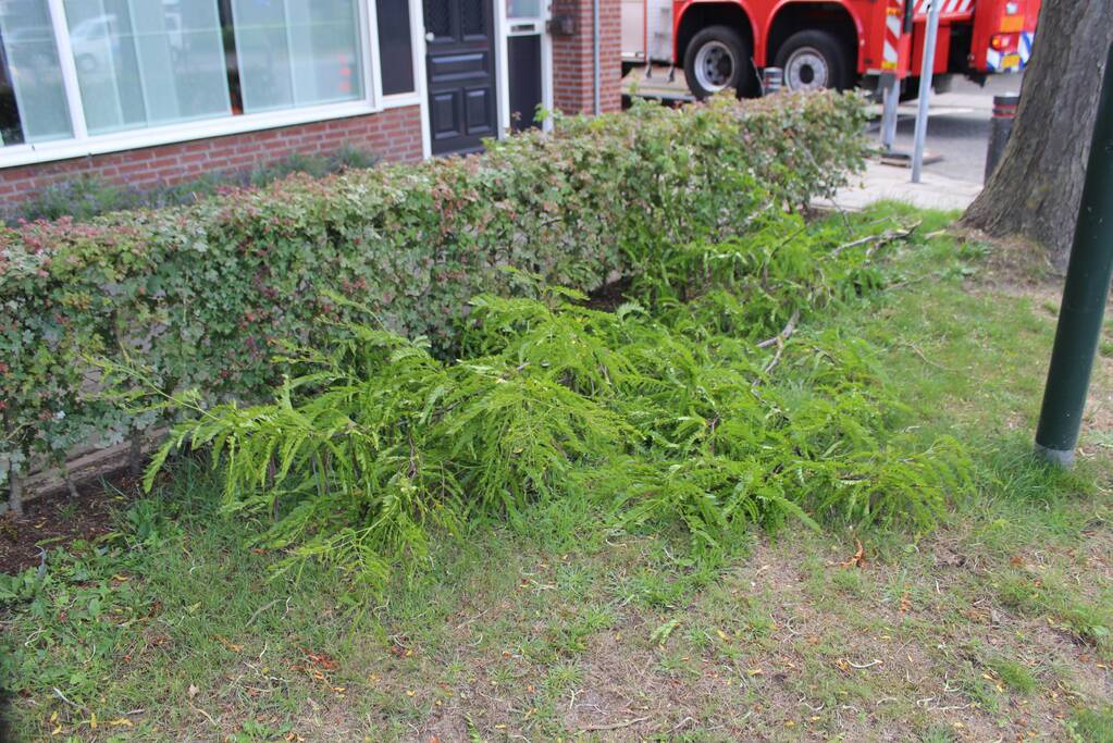 Levensgevaarlijk tak verwijdert met hoogwerker