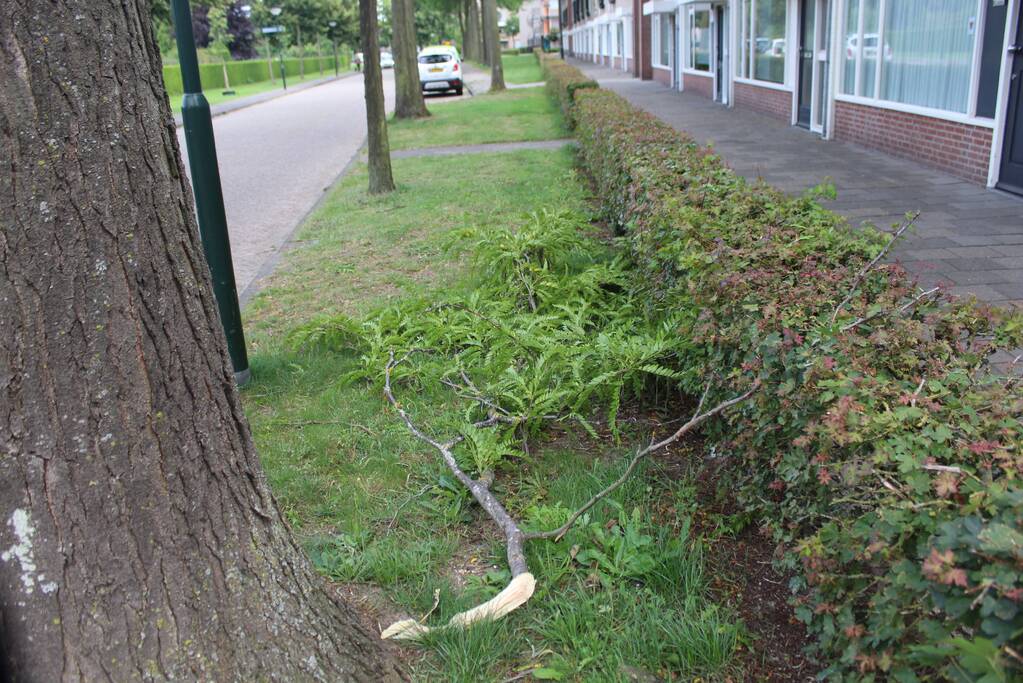 Levensgevaarlijk tak verwijdert met hoogwerker