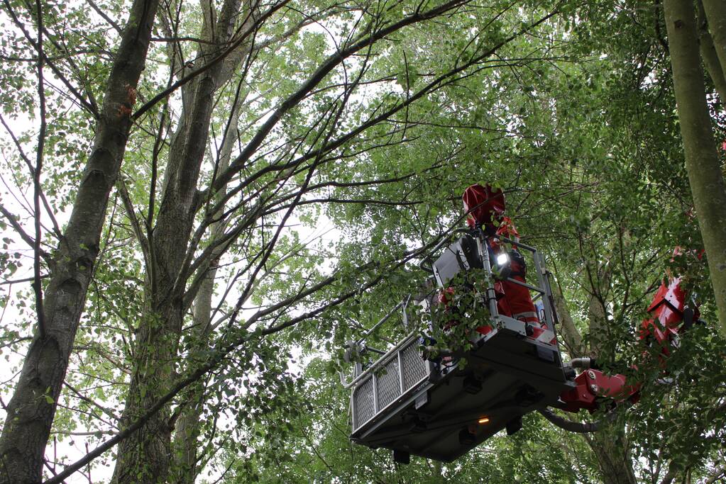 Kat vast in hoge boom