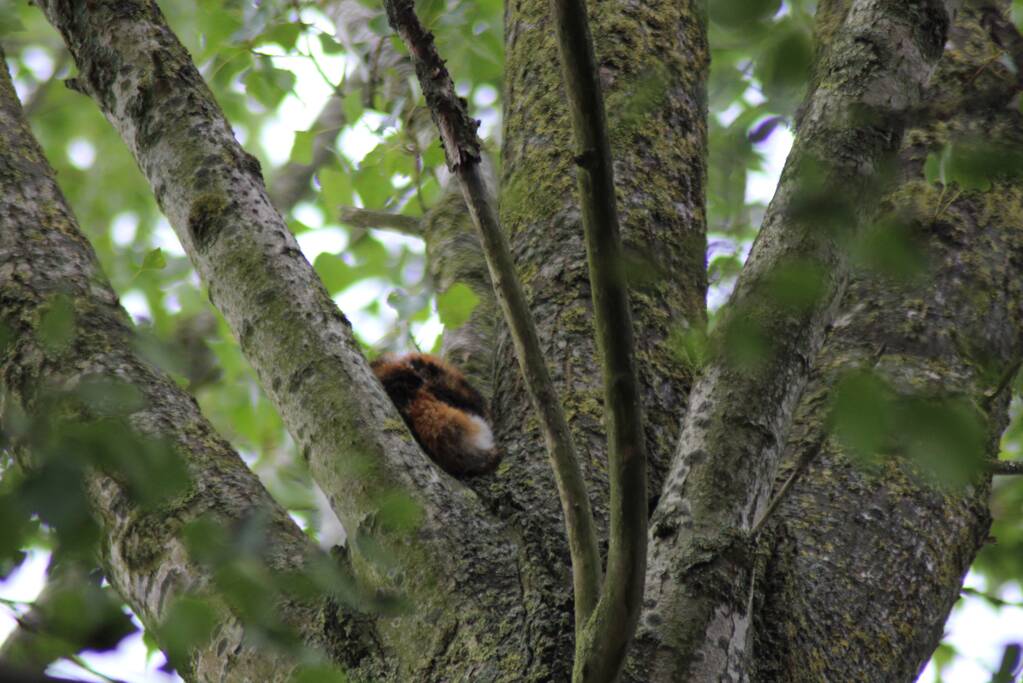 Kat vast in hoge boom