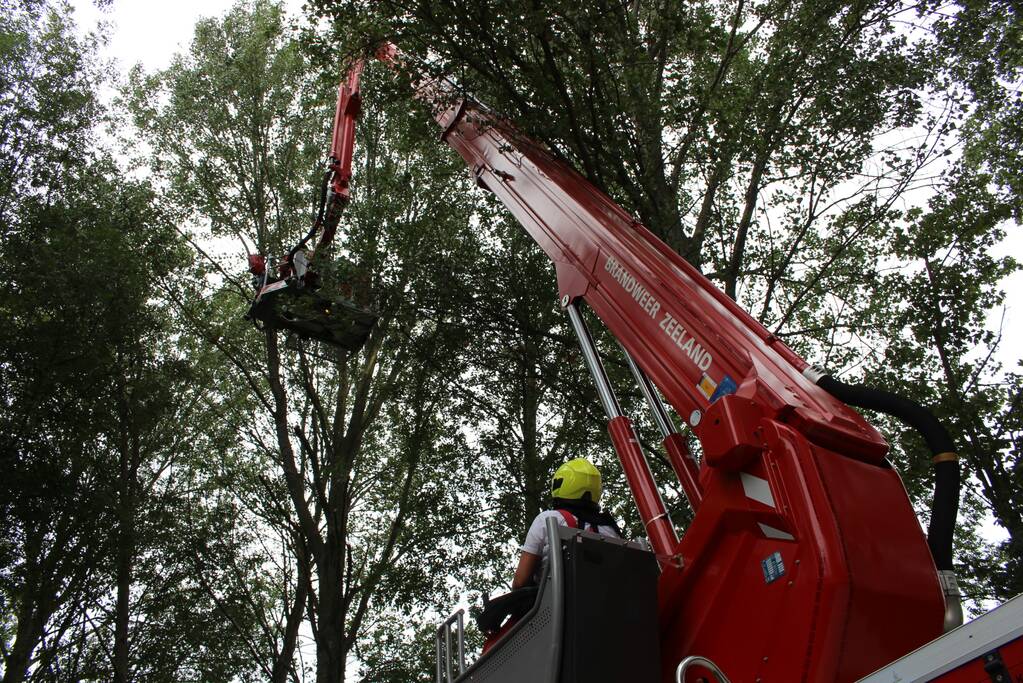 Kat vast in hoge boom