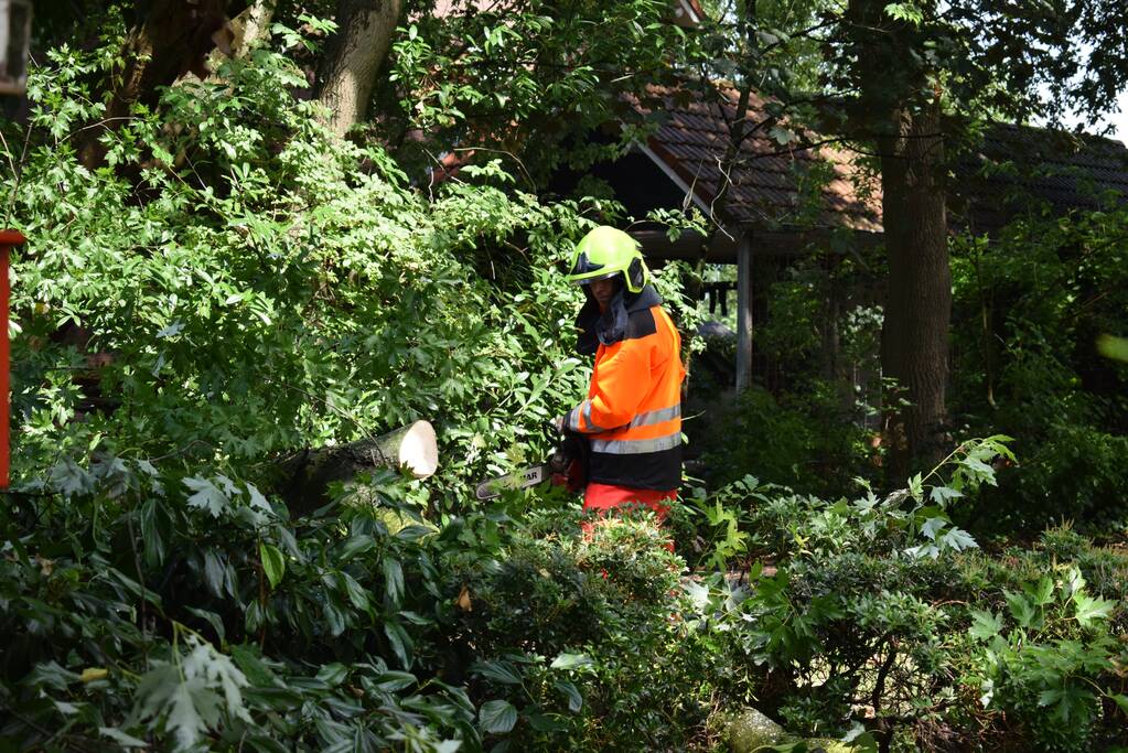 Boom ligt over wandelpad
