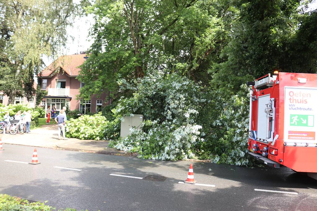 Boom ligt over wandelpad