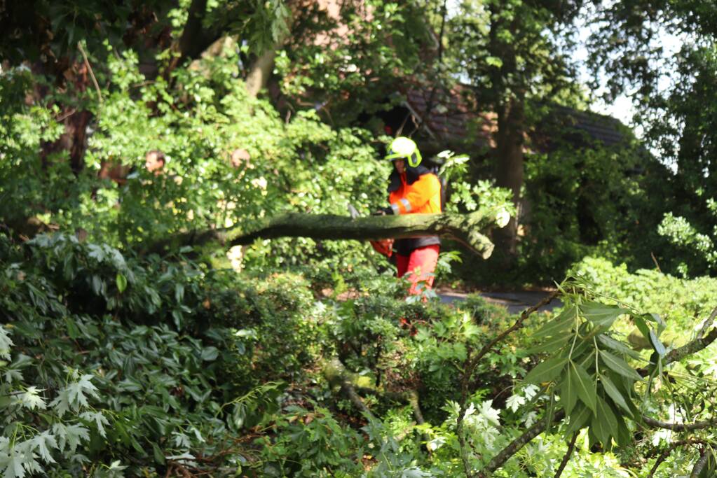 Boom ligt over wandelpad