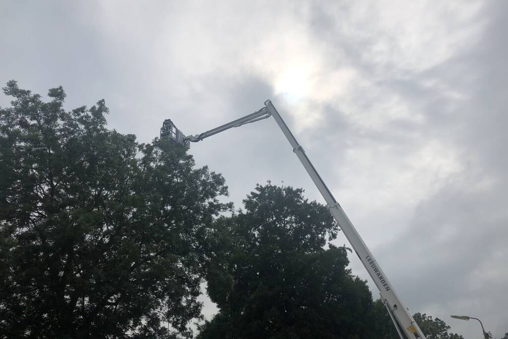 Papagaai met hoogwerker uit de boom gehaald