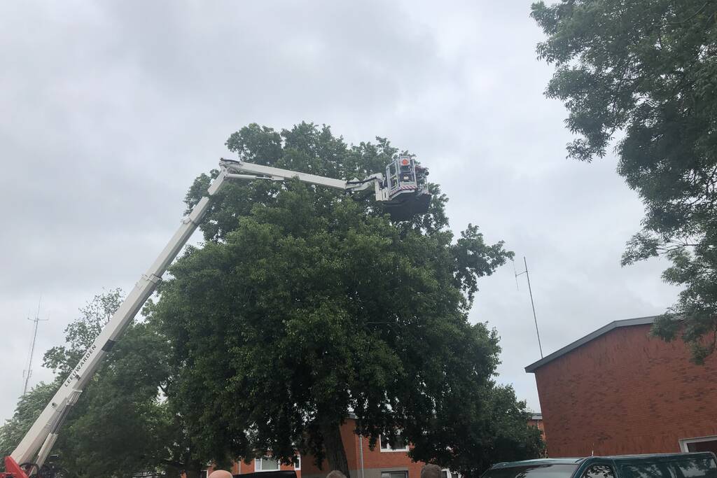 Papagaai met hoogwerker uit de boom gehaald