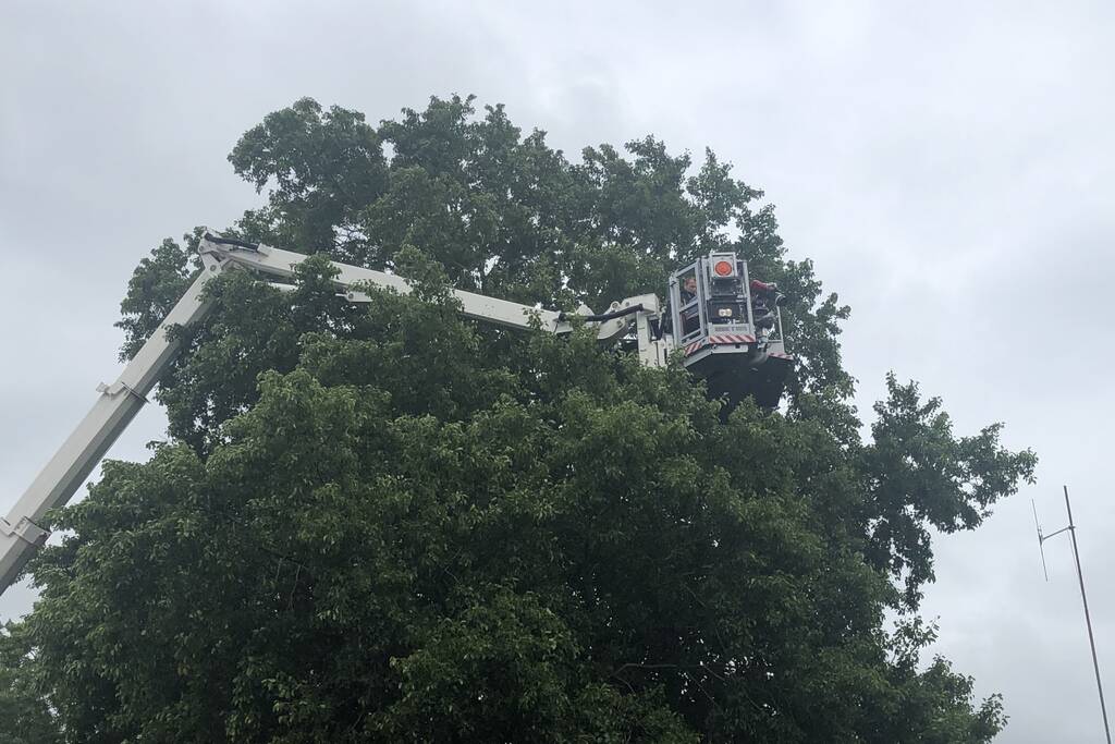Papagaai met hoogwerker uit de boom gehaald