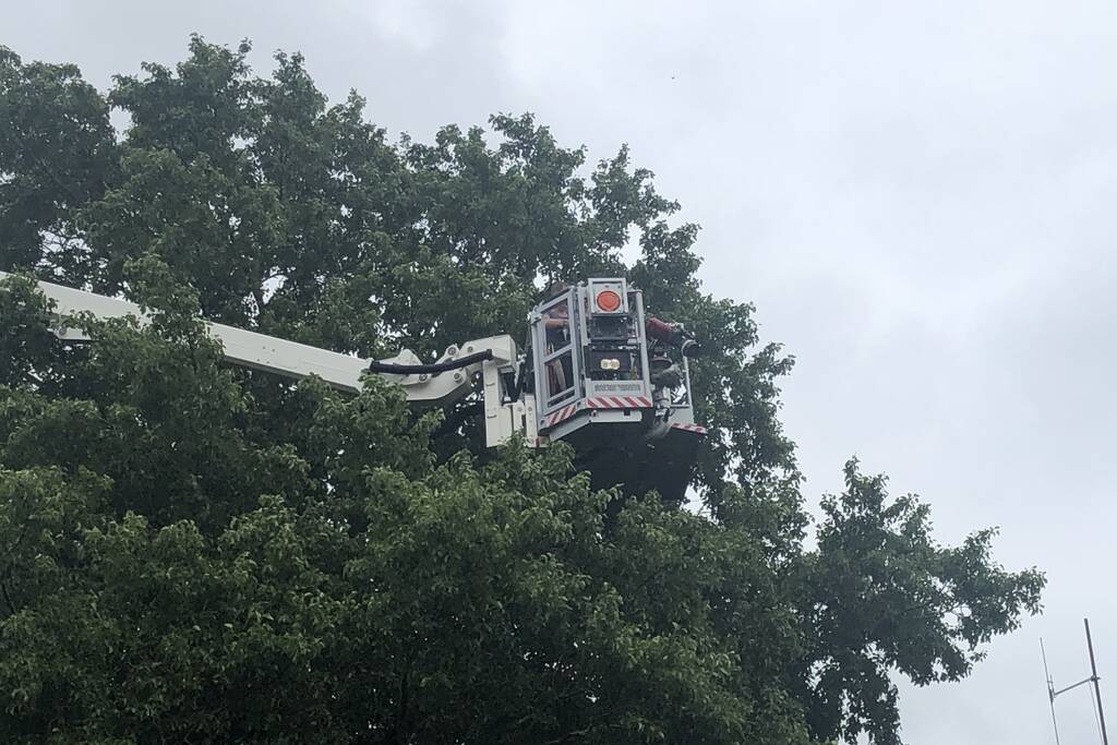 Papagaai met hoogwerker uit de boom gehaald