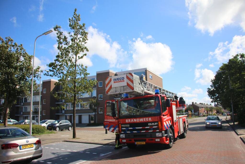 Papegaai uit boom gered