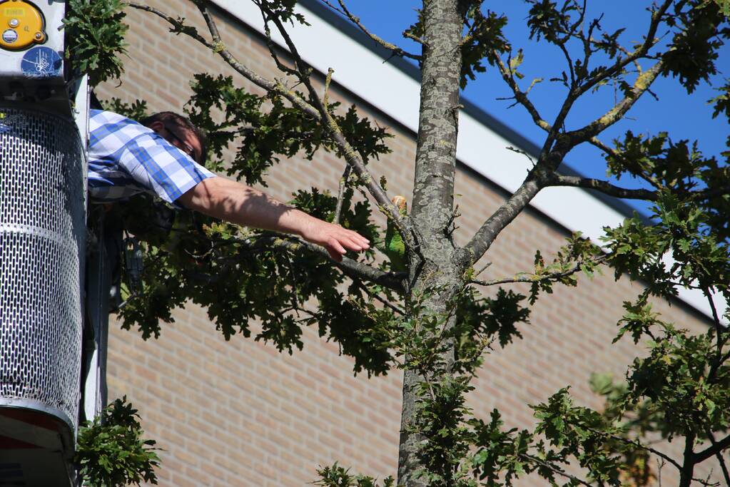 Papegaai uit boom gered