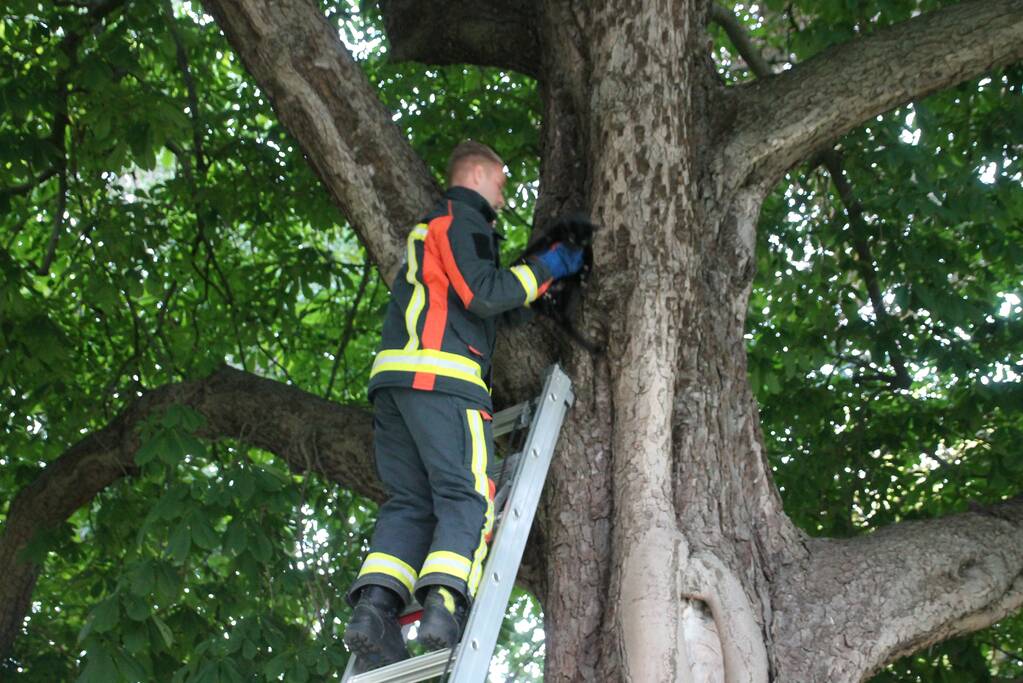 Kat uit boom gered