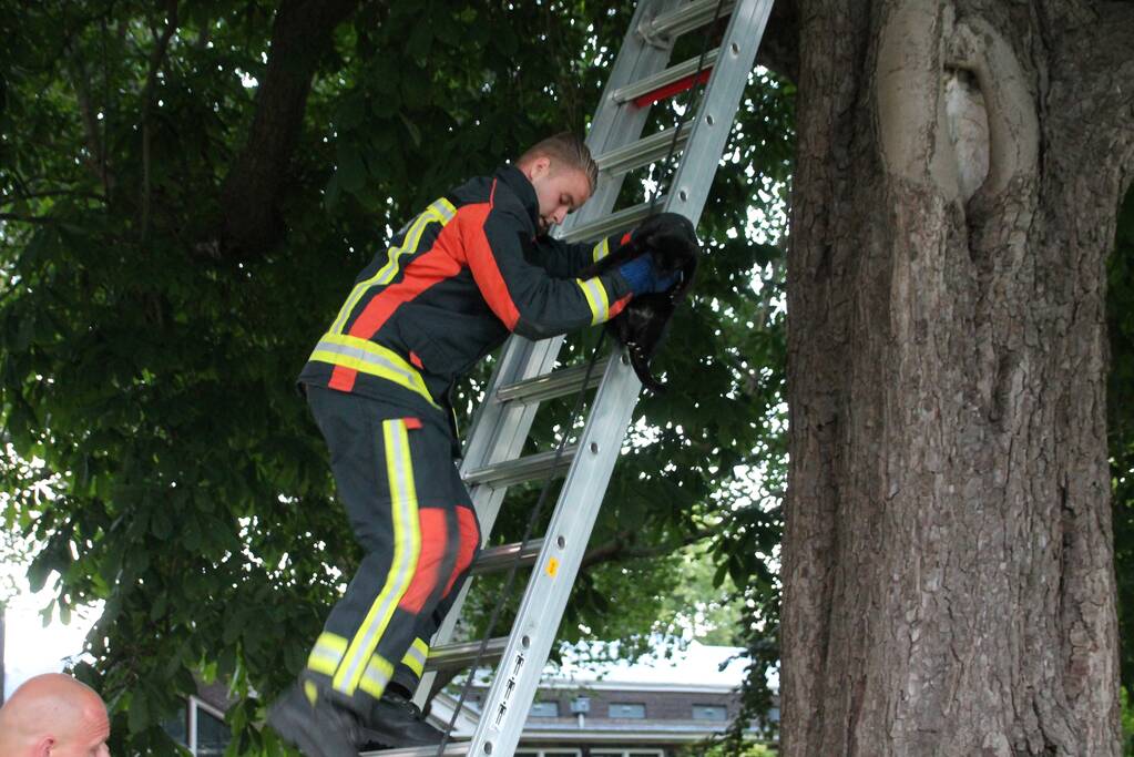 Kat uit boom gered