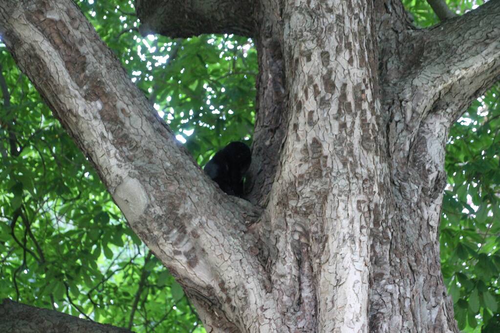 Kat uit boom gered