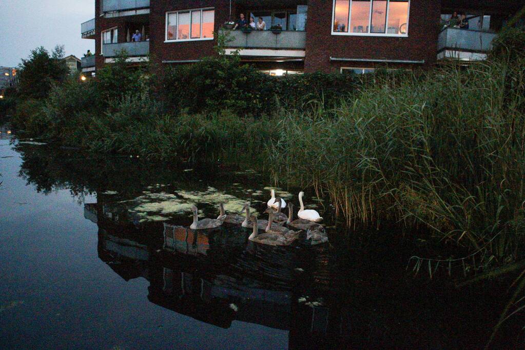Brandweer bevrijd vastzittende jonge zwaan