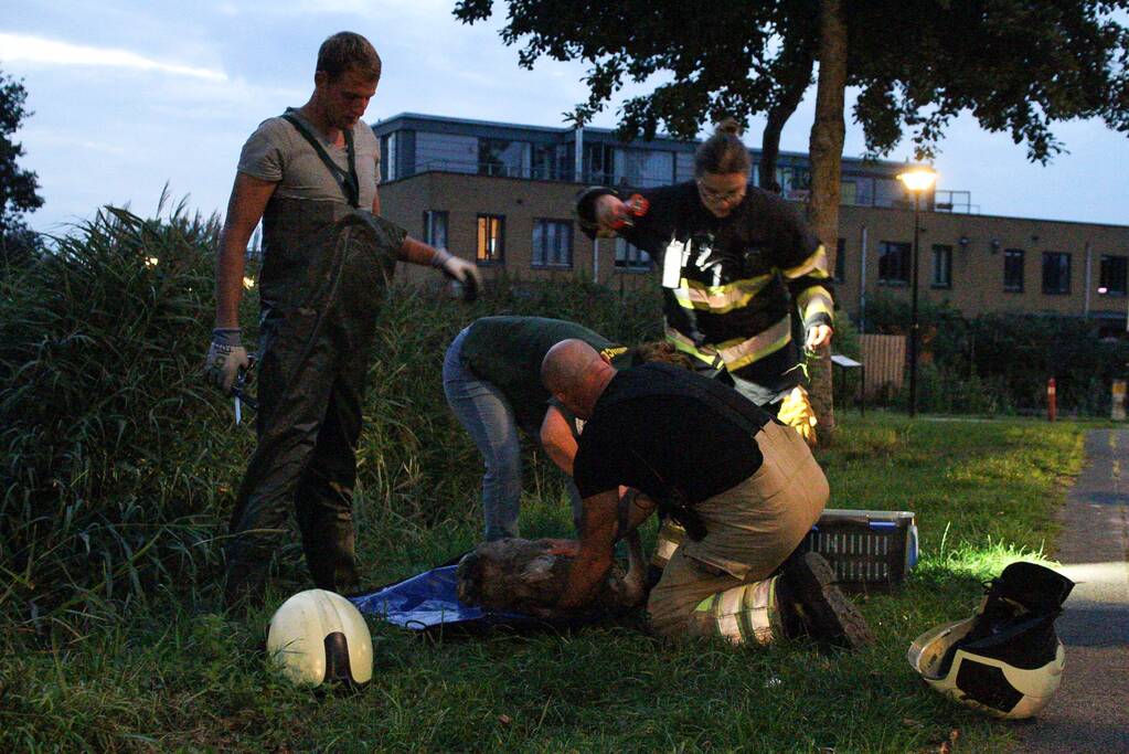 Brandweer bevrijd vastzittende jonge zwaan