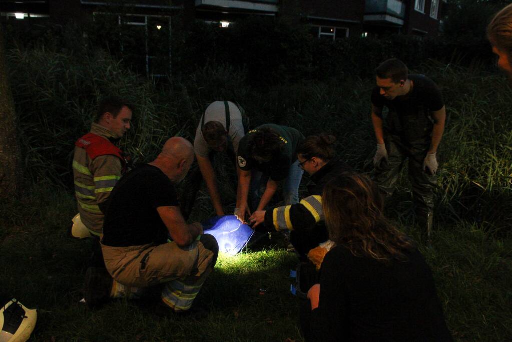 Brandweer bevrijd vastzittende jonge zwaan