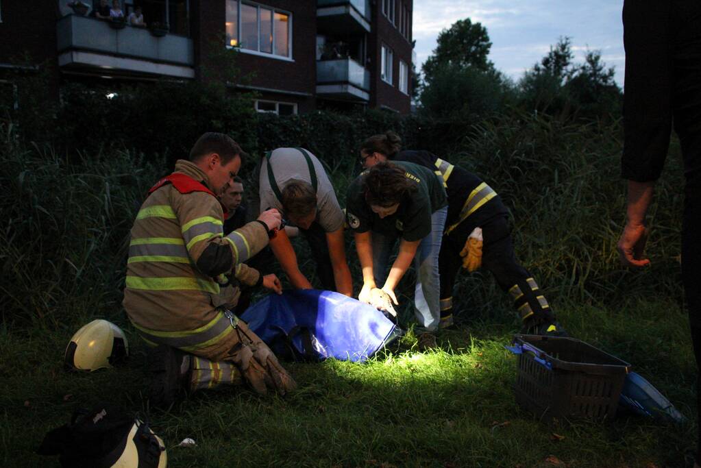 Brandweer bevrijd vastzittende jonge zwaan