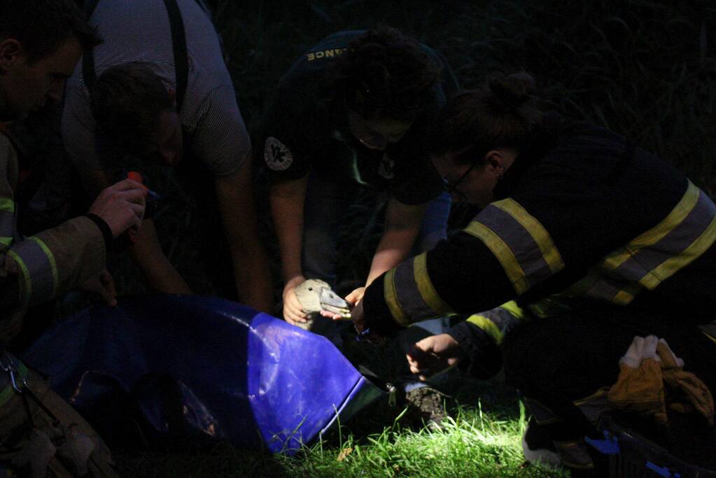 Brandweer bevrijd vastzittende jonge zwaan
