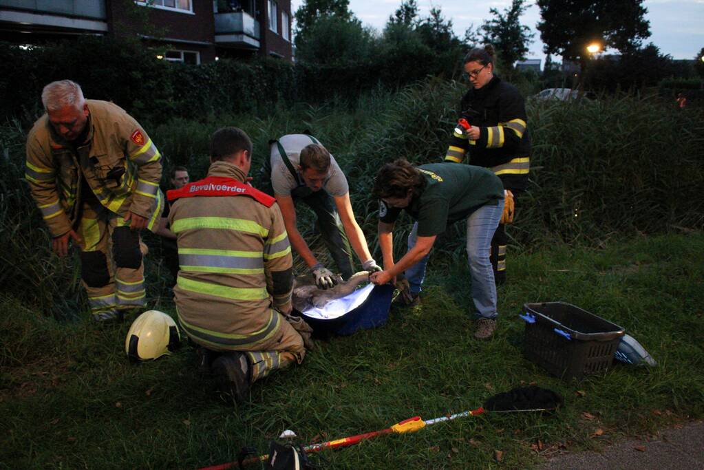 Brandweer bevrijd vastzittende jonge zwaan