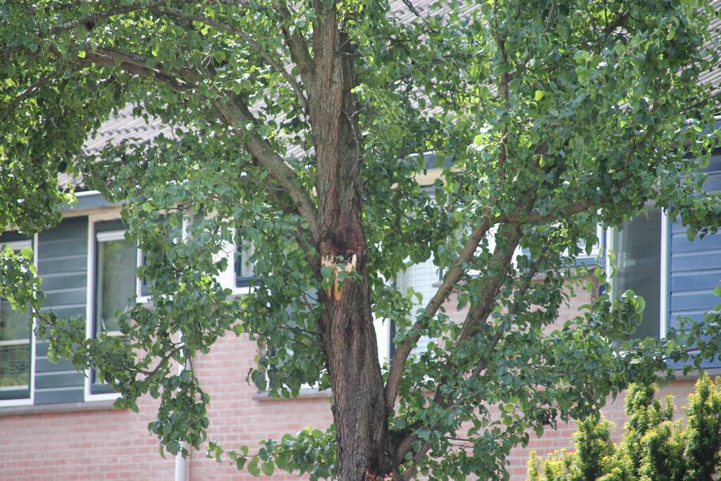 Auto beschadigd nadat tak afbreekt