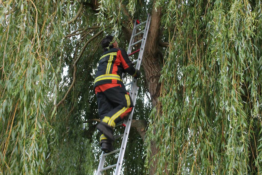 Brandweer redt kat uit boom