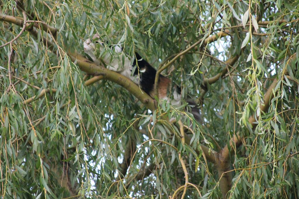 Brandweer redt kat uit boom