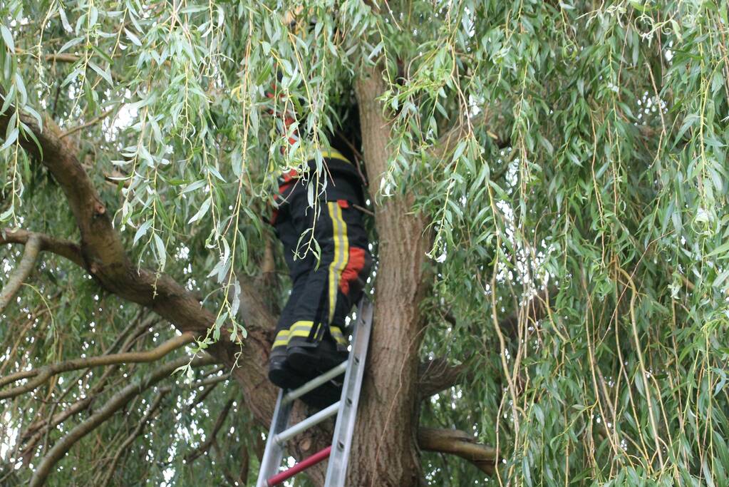 Brandweer redt kat uit boom